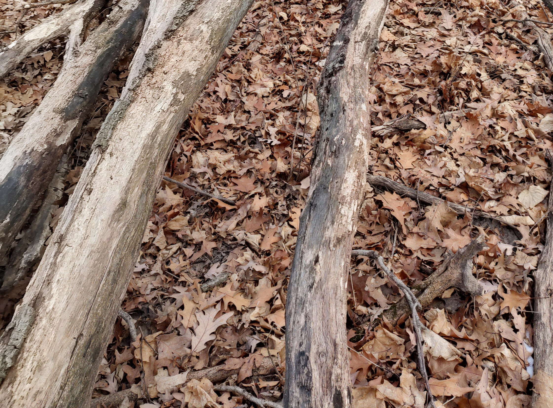 Sticks on a forest floor Large sticks on a forest floor from fallen branches. These are sitting on leaf litter.